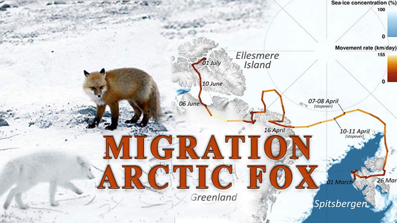 migration arctic fox