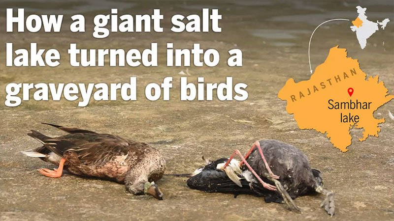 graveyard-of-birds-salt-lake