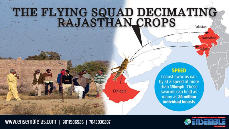 The flying squad decimating Rajasthan crops