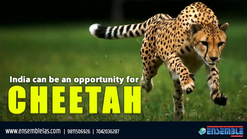 India-can-be-an-opportunity-for-cheetah