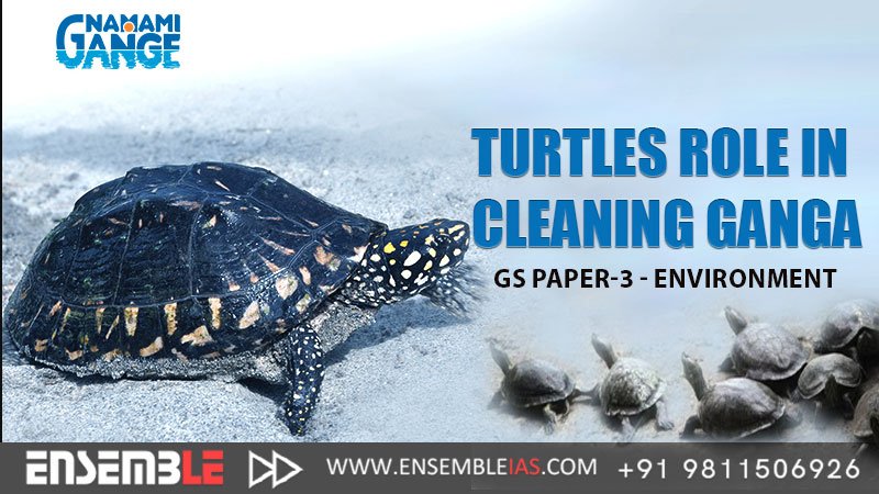 Turtles role in cleaning Ganga - GS Paper-3 - Environment