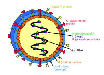 nipah-virus_structure1