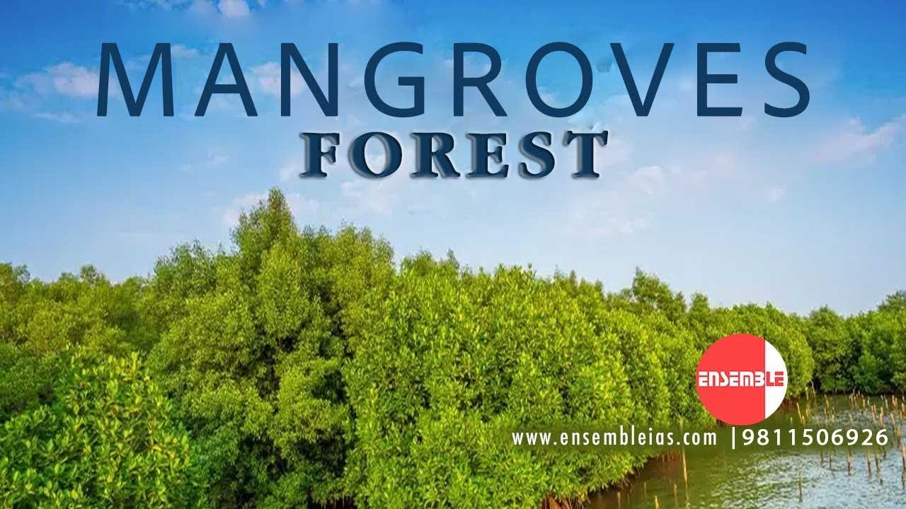MANGROVES FOREST